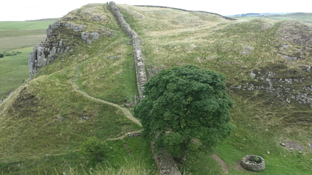 This tree alongside Hadrian's Wall featured in the Kevin Costner movie... Robin Hood - Prince of thieves